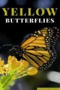 Yellow Butterflies