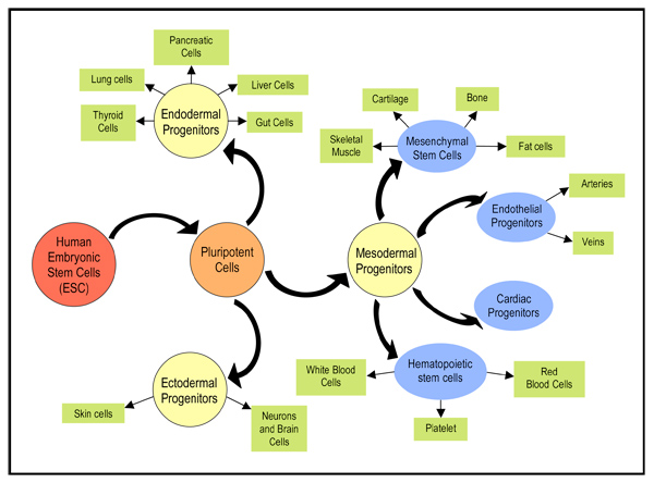 The Potential Uses of Embryonic Stem Cells