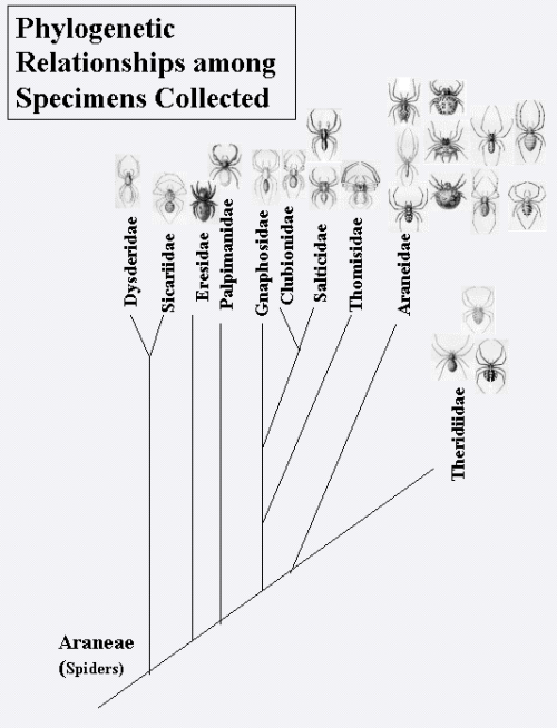 Figure (spider6.png)